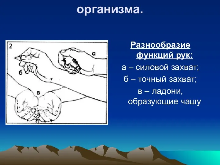 Особенности человеческого организма. Разнообразие функций рук: а – силовой захват; б