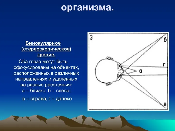 Особенности человеческого организма. Бинокулярное (стереоскопическое) зрение. Оба глаза могут быть сфокусированы