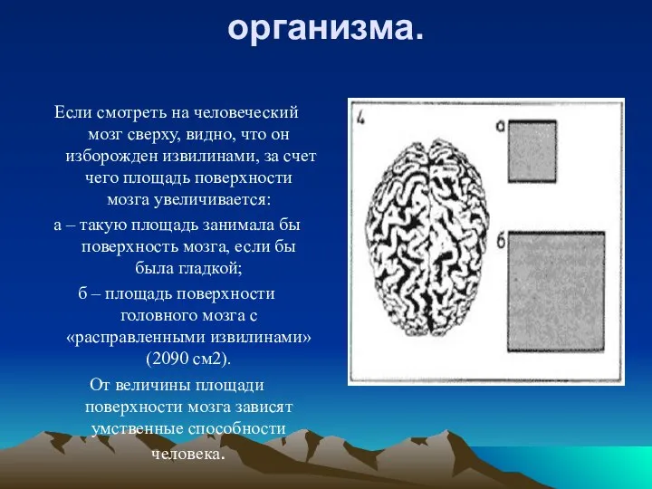 Особенности человеческого организма. Если смотреть на человеческий мозг сверху, видно, что