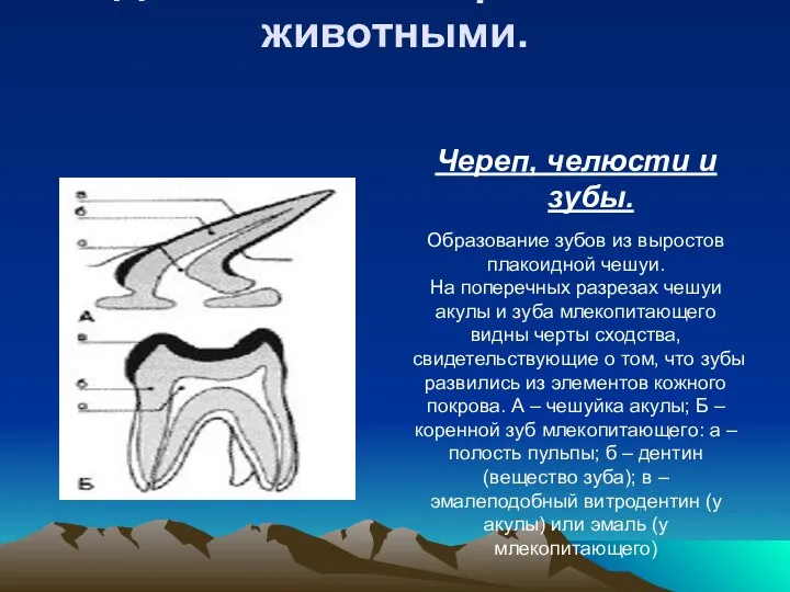 Образование зубов из выростов плакоидной чешуи. На поперечных разрезах чешуи акулы