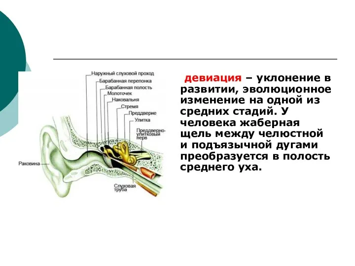 девиация – уклонение в развитии, эволюционное изменение на одной из средних