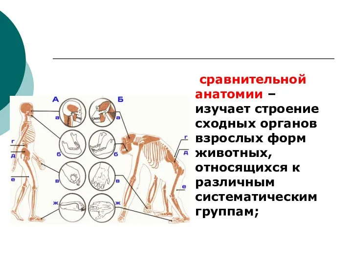 сравнительной анатомии – изучает строение сходных органов взрослых форм животных, относящихся к различным систематическим группам;