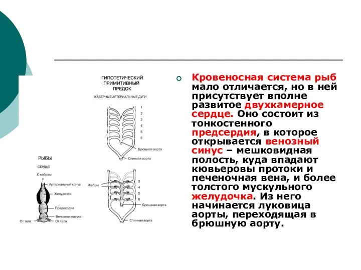 Кровеносная система рыб мало отличается, но в ней присутствует вполне развитое