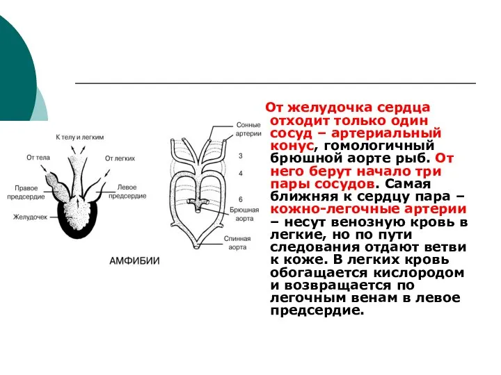 От желудочка сердца отходит только один сосуд – артериальный конус, гомологичный