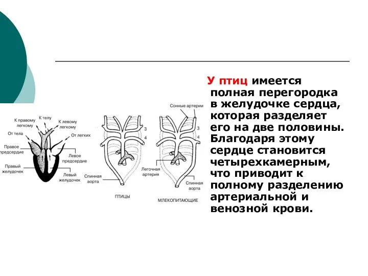 У птиц имеется полная перегородка в желудочке сердца, которая разделяет его