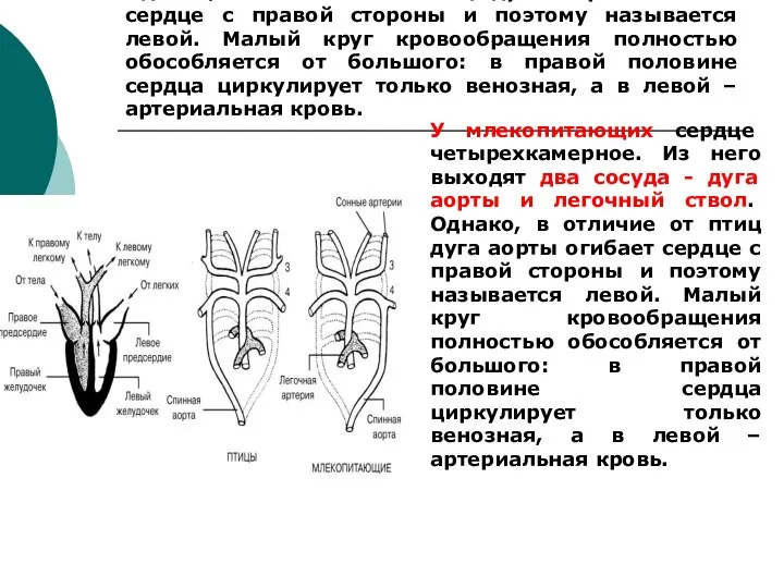 У млекопитающих сердце четырехкамерное. Из него выходят два сосуда - дуга