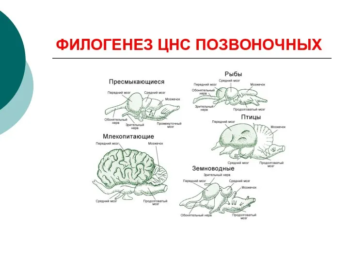 ФИЛОГЕНЕЗ ЦНС ПОЗВОНОЧНЫХ