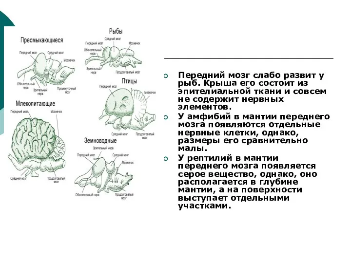 Передний мозг слабо развит у рыб. Крыша его состоит из эпителиальной