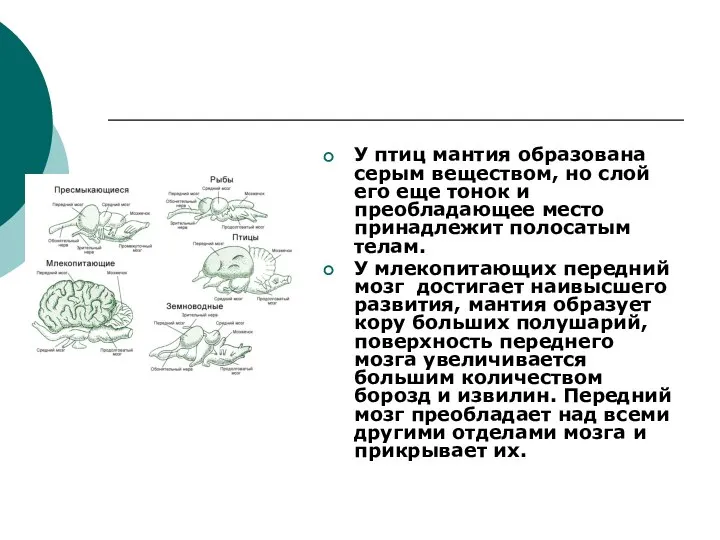 У птиц мантия образована серым веществом, но слой его еще тонок