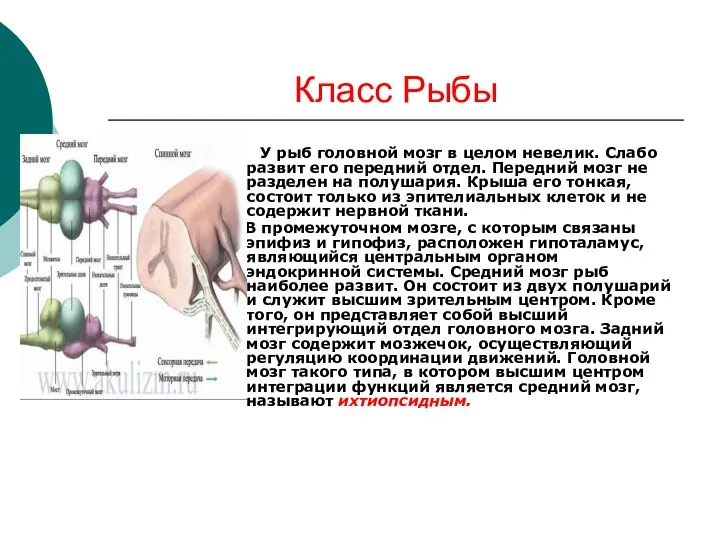 Класс Рыбы У рыб головной мозг в целом невелик. Слабо развит