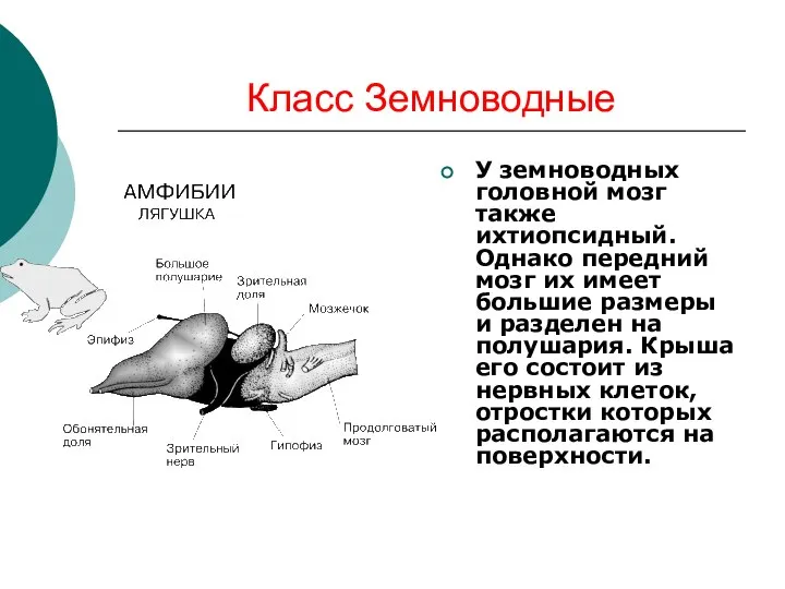 Класс Земноводные У земноводных головной мозг также ихтиопсидный. Однако передний мозг