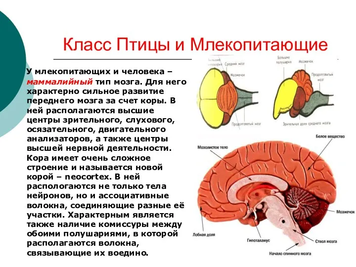 Класс Птицы и Млекопитающие У млекопитающих и человека – маммалийный тип