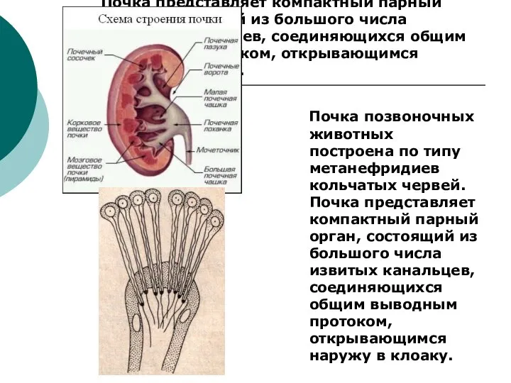Почка позвоночных животных построена по типу метанефридиев кольчатых червей. Почка представляет
