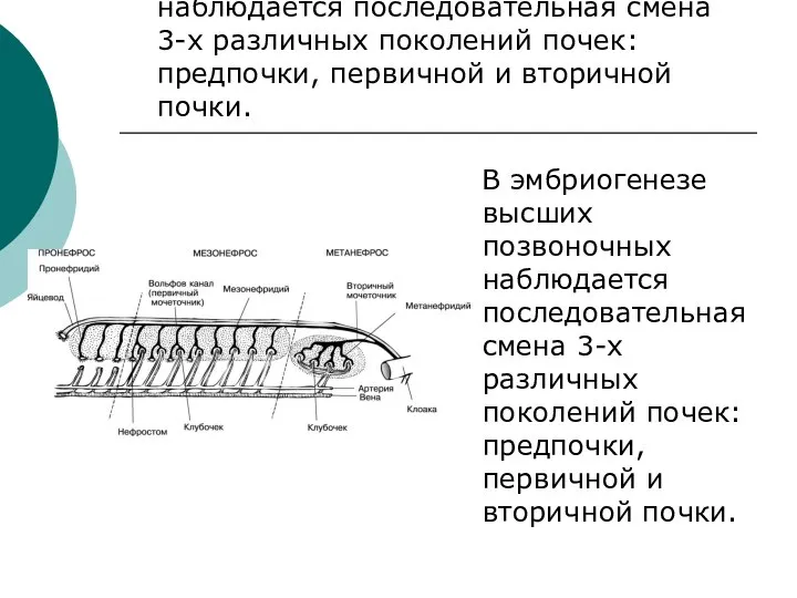 В эмбриогенезе высших позвоночных наблюдается последовательная смена 3-х различных поколений почек: