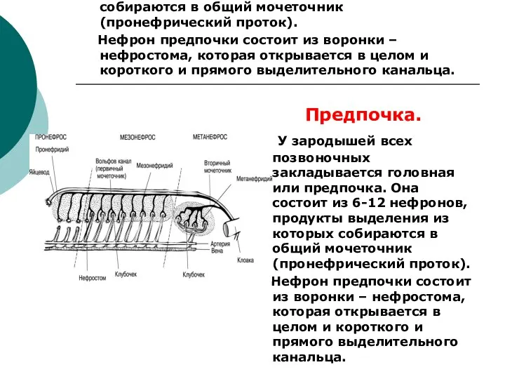 Предпочка. У зародышей всех позвоночных закладывается головная или предпочка. Она состоит