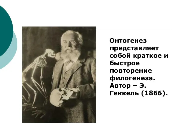 Онтогенез представляет собой краткое и быстрое повторение филогенеза. Автор – Э. Геккель (1866).