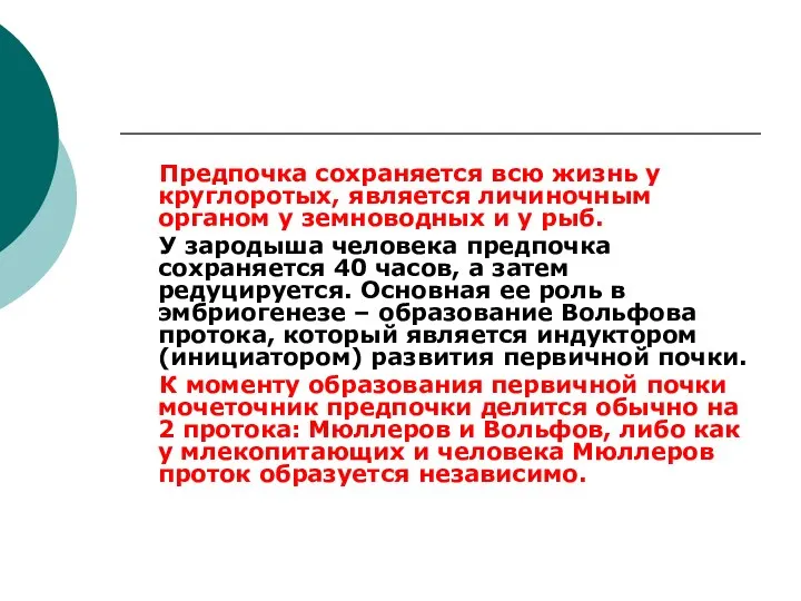 Предпочка сохраняется всю жизнь у круглоротых, является личиночным органом у земноводных