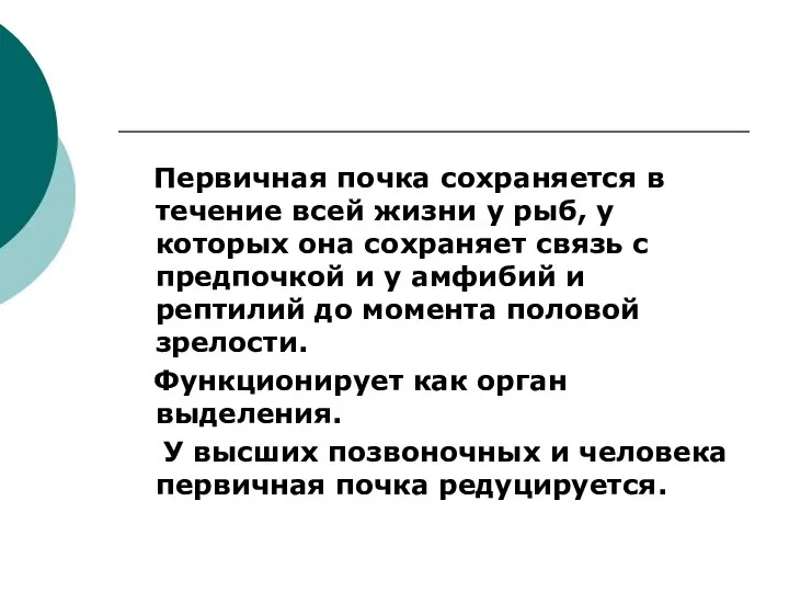 Первичная почка сохраняется в течение всей жизни у рыб, у которых