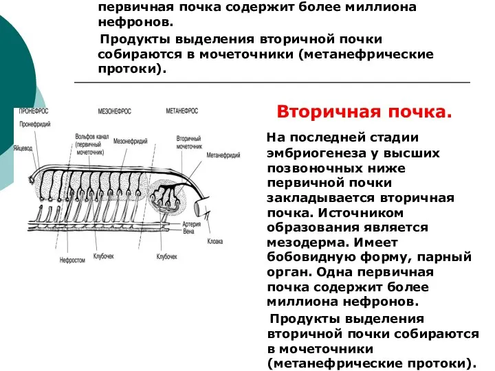 Вторичная почка. На последней стадии эмбриогенеза у высших позвоночных ниже первичной