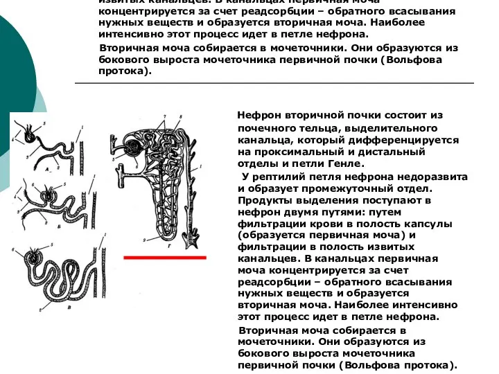 Нефрон вторичной почки состоит из почечного тельца, выделительного канальца, который дифференцируется