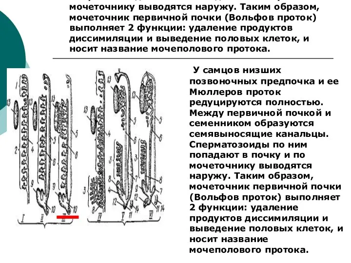 У самцов низших позвоночных предпочка и ее Мюллеров проток редуцируются полностью.