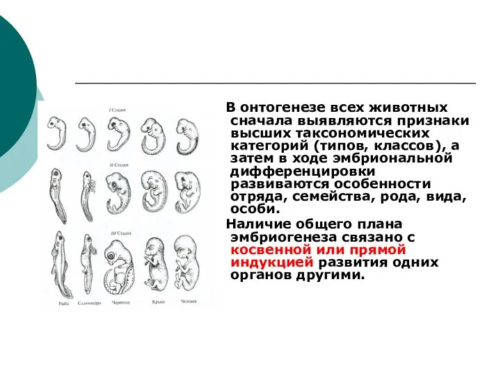 В онтогенезе всех животных сначала выявляются признаки высших таксономических категорий (типов,