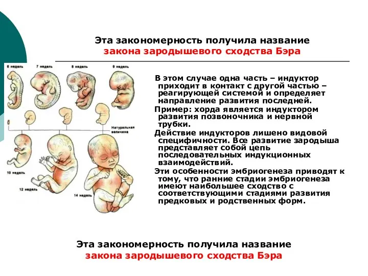 Эта закономерность получила название закона зародышевого сходства Бэра В этом случае