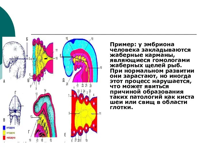 Пример: у эмбриона человека закладываются жаберные карманы, являющиеся гомологами жаберных щелей