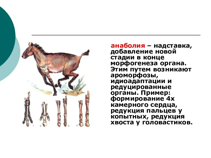 анаболия – надставка, добавление новой стадии в конце морфогенеза органа. Этим