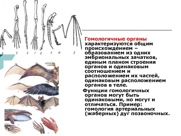 Гомологичные органы характеризуются общим происхождением – образованием из одних эмбриональных зачатков,