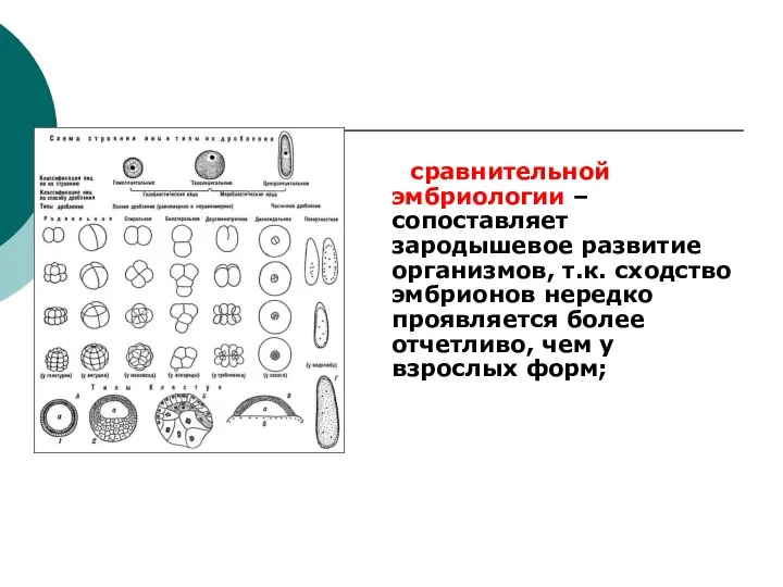 сравнительной эмбриологии – сопоставляет зародышевое развитие организмов, т.к. сходство эмбрионов нередко