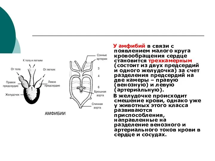 У амфибий в связи с появлением малого круга кровообращения сердце становится