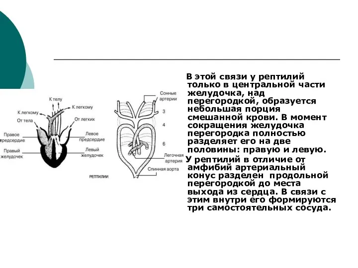 В этой связи у рептилий только в центральной части желудочка, над