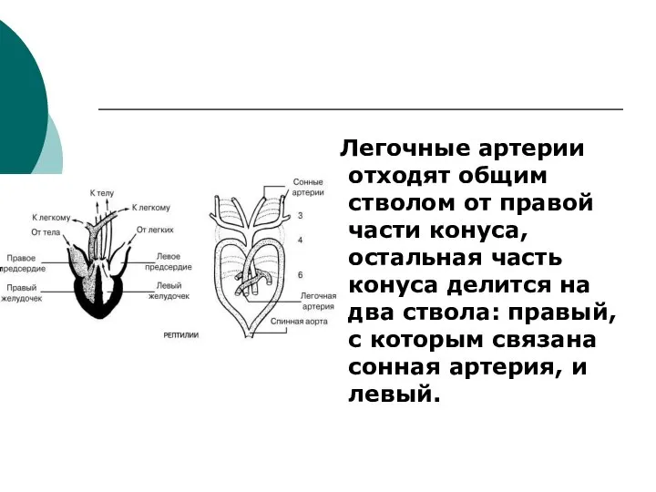 Легочные артерии отходят общим стволом от правой части конуса, остальная часть