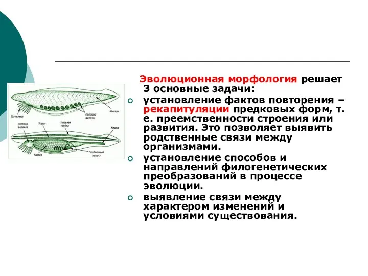 Эволюционная морфология решает 3 основные задачи: установление фактов повторения – рекапитуляции