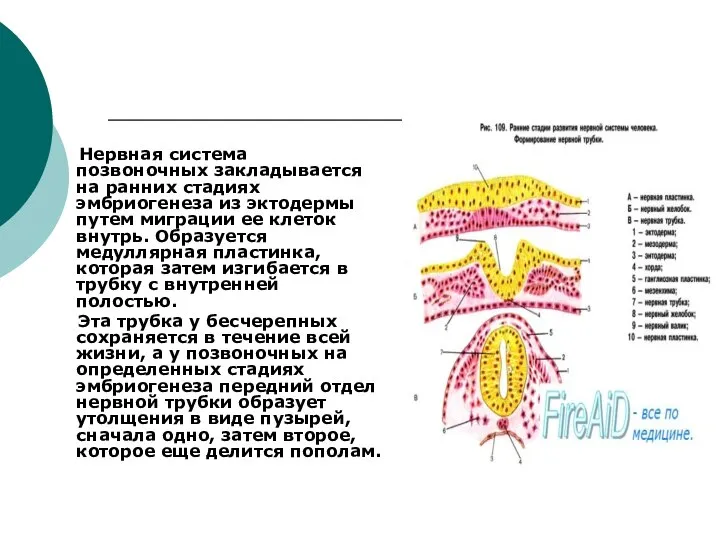 Нервная система позвоночных закладывается на ранних стадиях эмбриогенеза из эктодермы путем