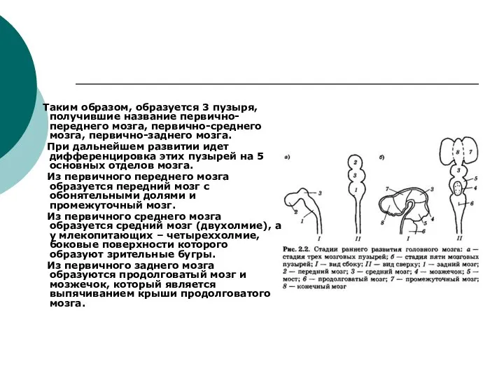 Таким образом, образуется 3 пузыря, получившие название первично-переднего мозга, первично-среднего мозга,