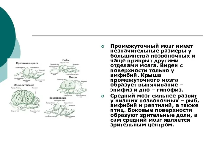 Промежуточный мозг имеет незначительные размеры у большинства позвоночных и чаще прикрыт