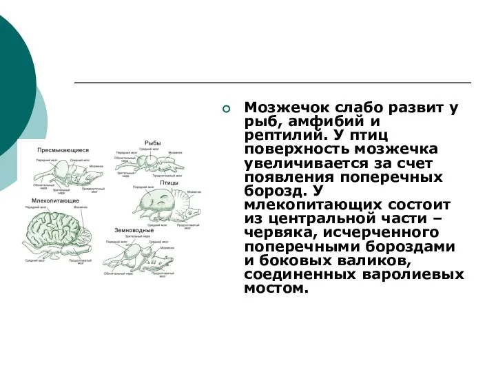 Мозжечок слабо развит у рыб, амфибий и рептилий. У птиц поверхность