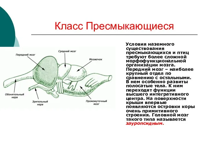 Класс Пресмыкающиеся Условия наземного существования пресмыкающихся и птиц требуют более сложной