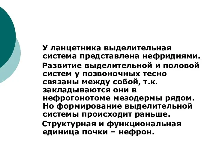 У ланцетника выделительная система представлена нефридиями. Развитие выделительной и половой систем