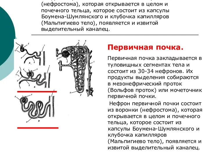 Первичная почка. Первичная почка закладывается в туловищных сегментах тела и состоит