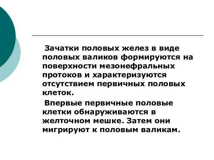 Зачатки половых желез в виде половых валиков формируются на поверхности мезонефральных