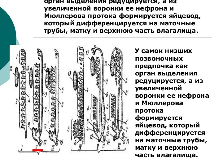 У самок низших позвоночных предпочка как орган выделения редуцируется, а из