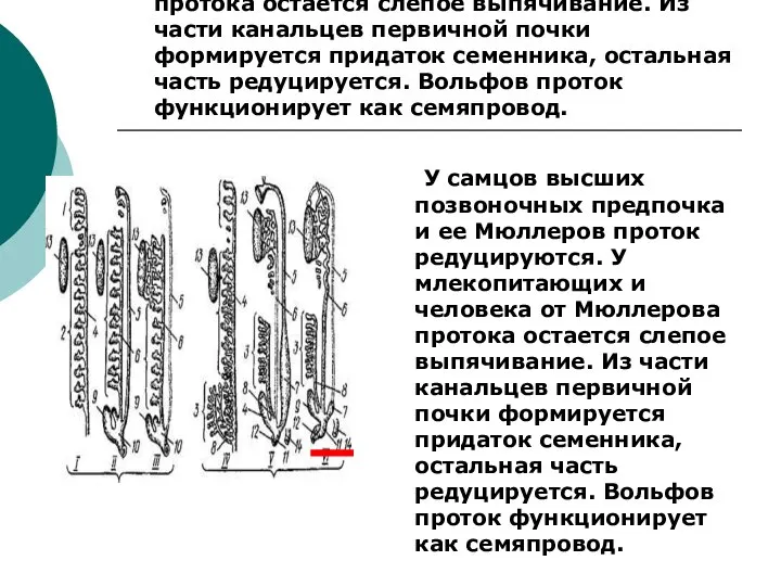 У самцов высших позвоночных предпочка и ее Мюллеров проток редуцируются. У