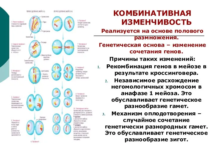 КОМБИНАТИВНАЯ ИЗМЕНЧИВОСТЬ Реализуется на основе полового размножения. Генетическая основа – изменение