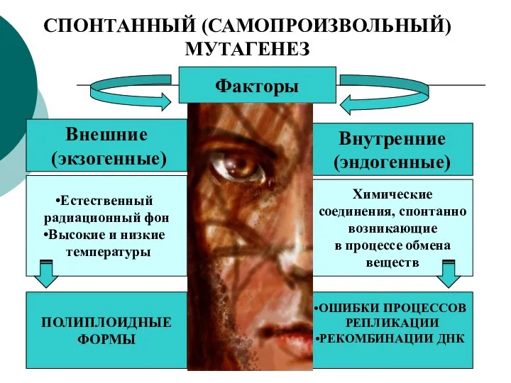 Факторы Внешние (экзогенные) Внутренние (эндогенные) Естественный радиационный фон Высокие и низкие