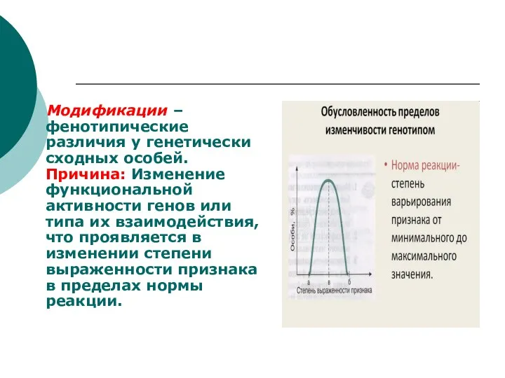 Модификации – фенотипические различия у генетически сходных особей. Причина: Изменение функциональной