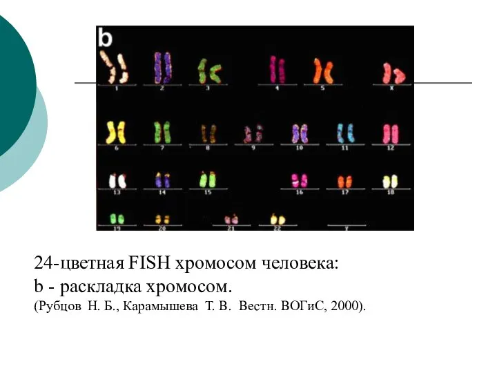 24-цветная FISH хромосом человека: b - pаскладка хромосом. (Рубцов Н. Б.,