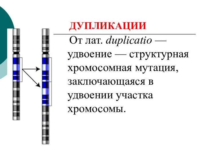 ДУПЛИКАЦИИ От лат. duplicatio — удвоение — структурная хромосомная мутация, заключающаяся в удвоении участка хромосомы.